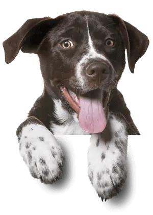 Contactos® - EducanDogg® Contactos® - EducanDogg®