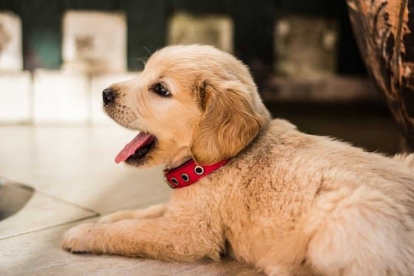 Consejos para el adiestramiento canino: buenas prácticas y tips